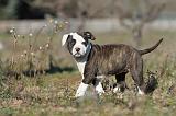 AMSTAFF  PUPPIES 075